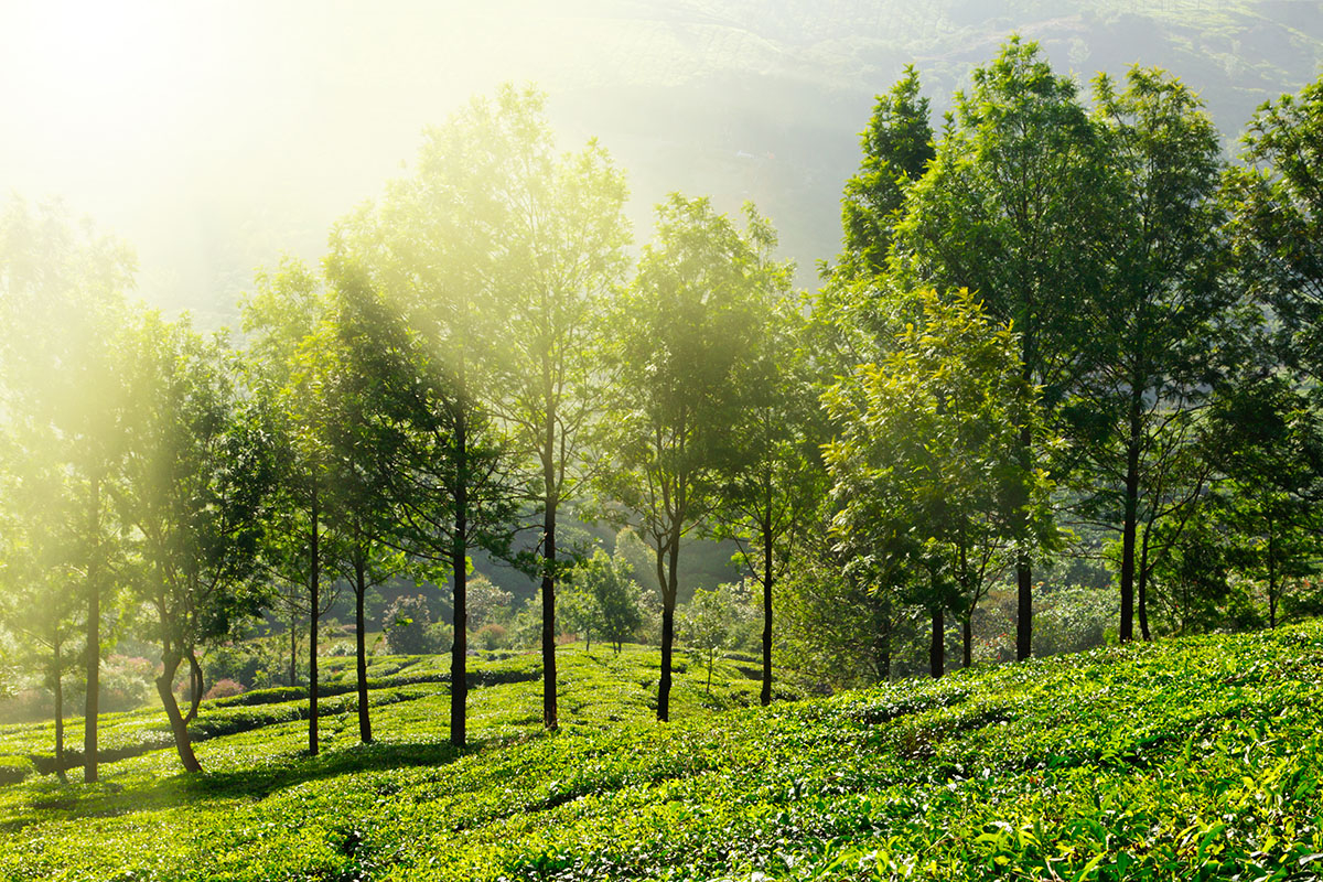 El cambio climático y el valor del paisaje del té en Assam