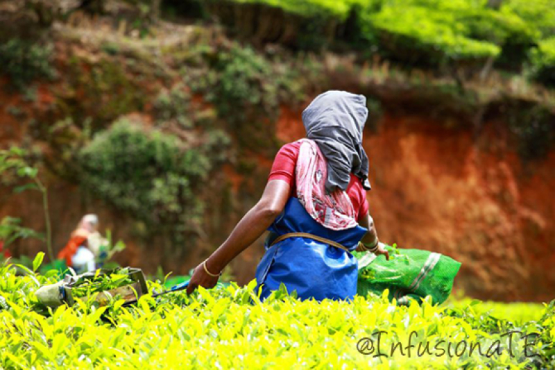 ¿Cómo afecta el cambio climático a la cosecha del té?