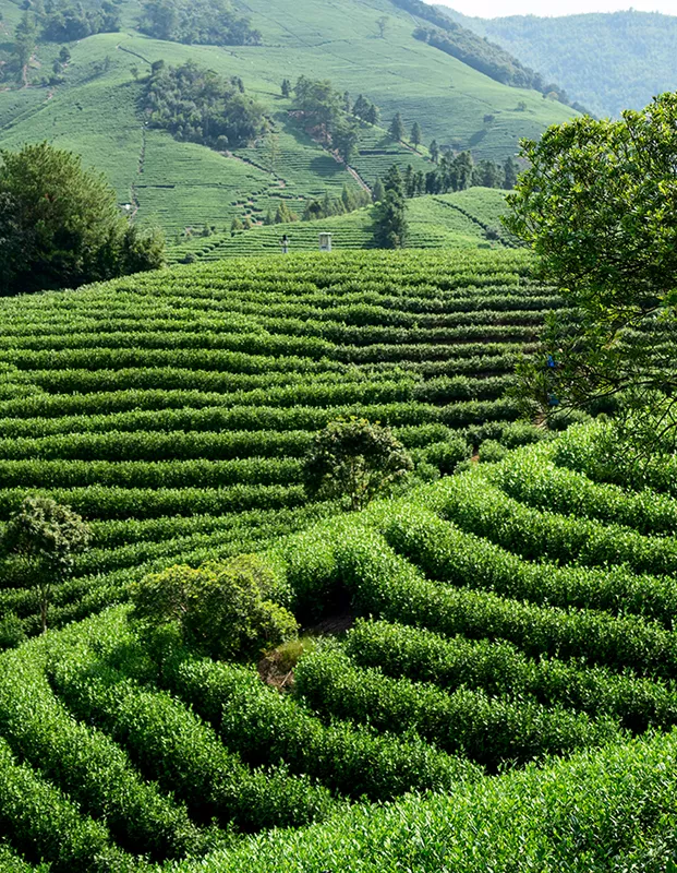 Producción de té en China