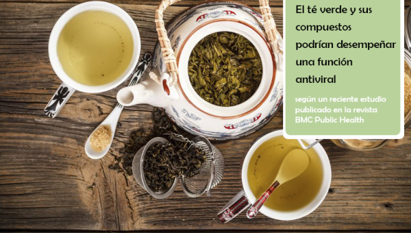 El té verde y sus compuestos (especialmente las catequinas) pueden desempeñar una función antiviral.